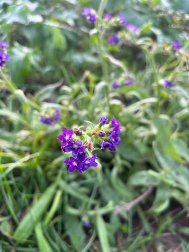 common alkanet