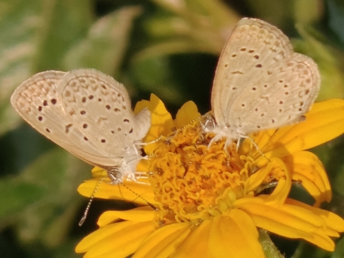African Grass Blue