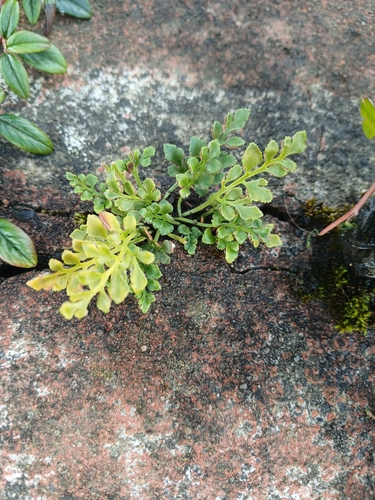 wall-rue