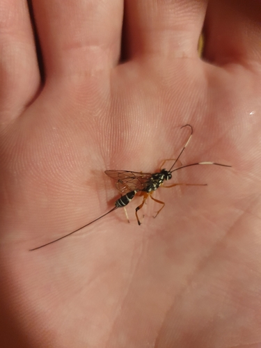 Stenarella victoriae