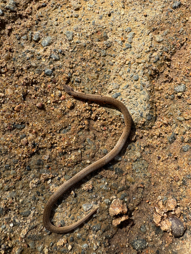 Duméril's Kukri Snake