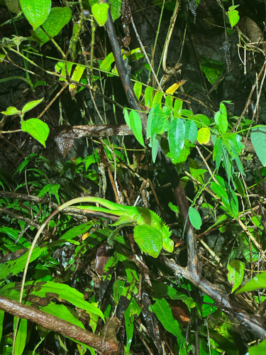 Common Green Forest Lizard