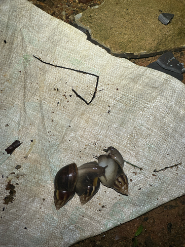 African Giant Snail