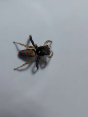 Common Peacock Spider