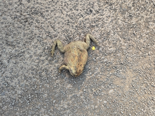 Asian Common Toad