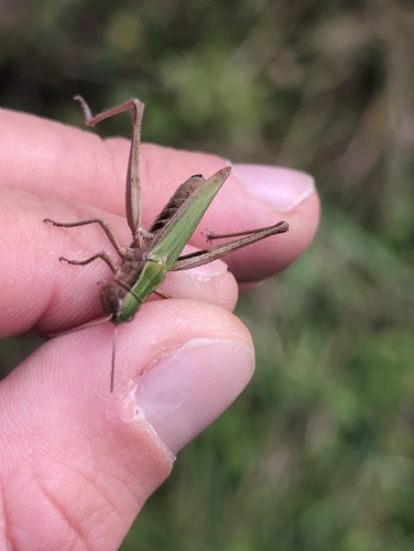 Steppe Grasshopper
