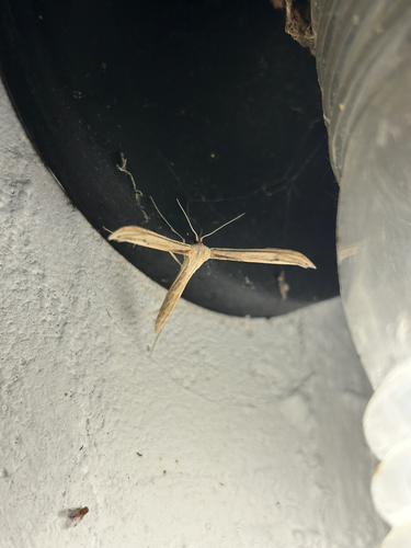 Baccharis Borer
