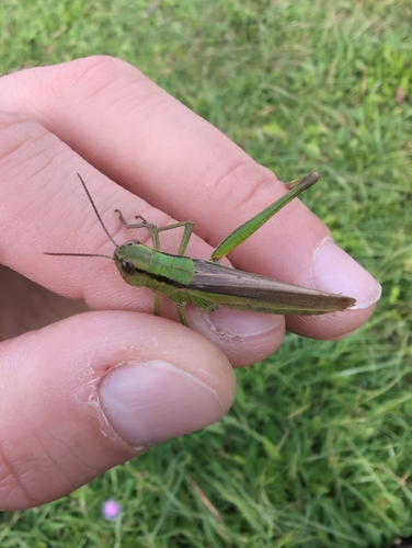 Leek Grasshopper