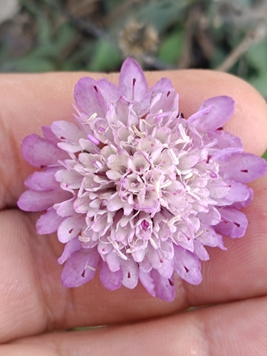 Sweet scabious