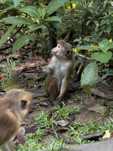 Toque Macaque
