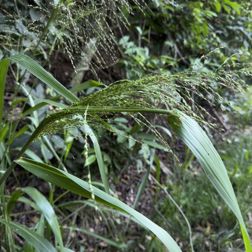 Guinea Grass