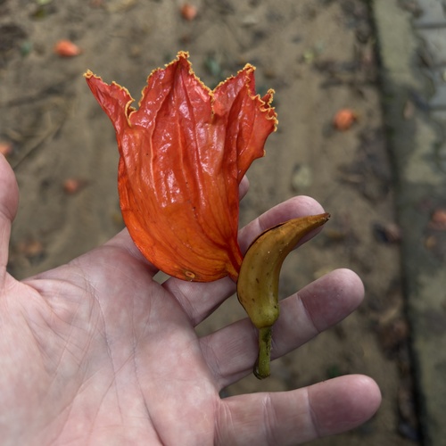 African tulip tree