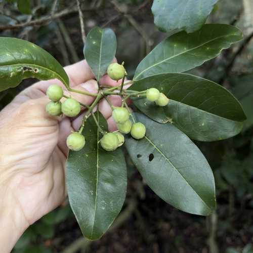 Indian Aspen