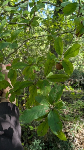 Medlar