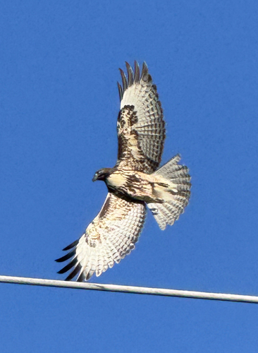 Red-tailed Hawk