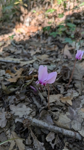 Ivy-leaved cyclamen