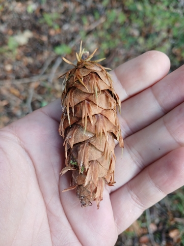 Douglas-fir