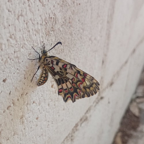 Spanish Festoon