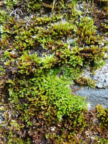 Silky Wall Feather-moss