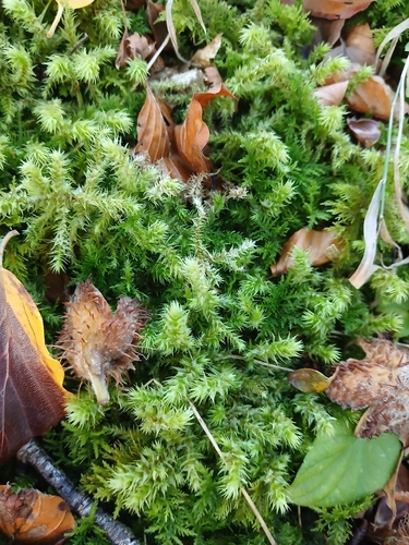 rough goose neck moss