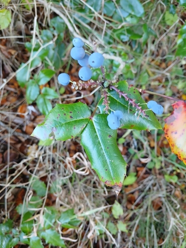 Oregon grape