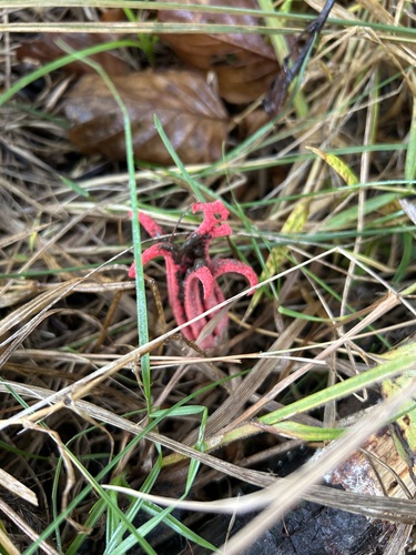 devil's-fingers