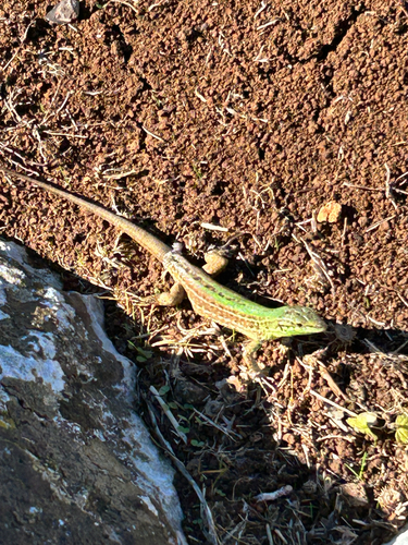 Italian Wall Lizard