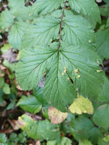 Dasineura ulmaria