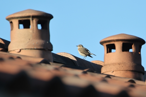 Northern Wheatear