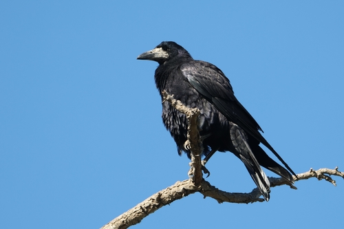 Rook