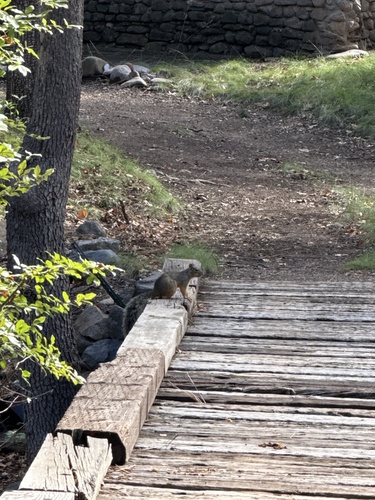 Chiricahua Fox Squirrel observed by aylos