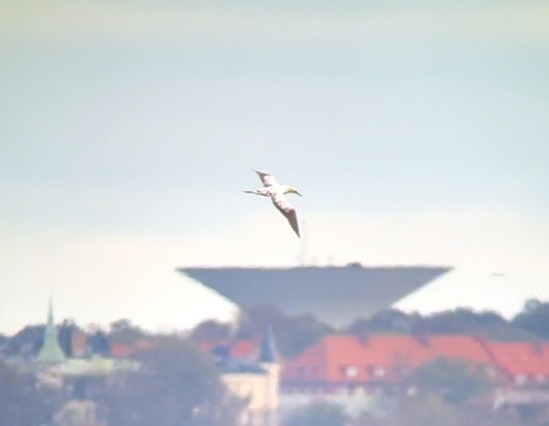 Northern Gannet