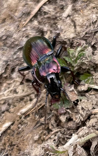 Pterostichus burmeisteri