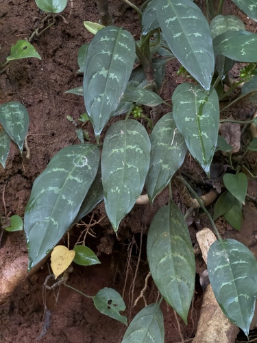 Philippine evergreen