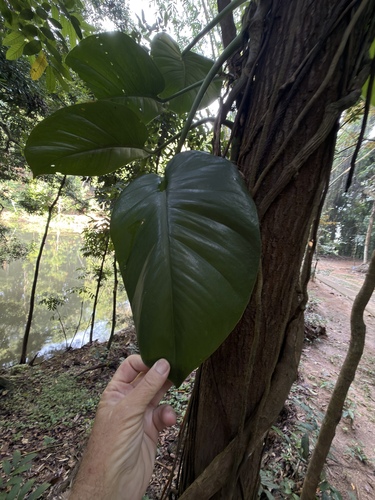 Golden Pothos