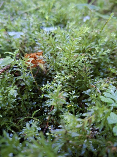 Palm-tree Moss