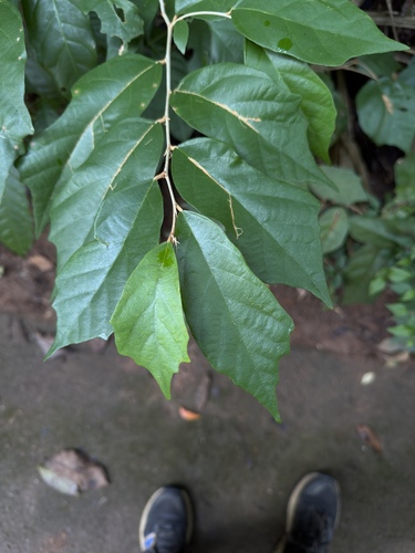 Pterospermum suberifolium