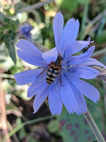 Common Flower Flies