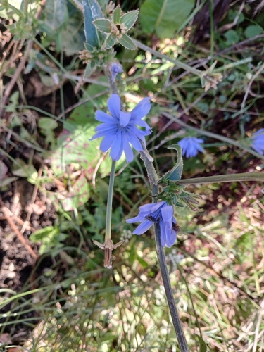 chicory