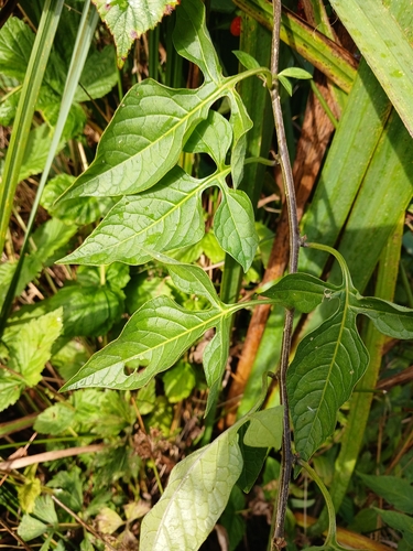 bittersweet nightshade