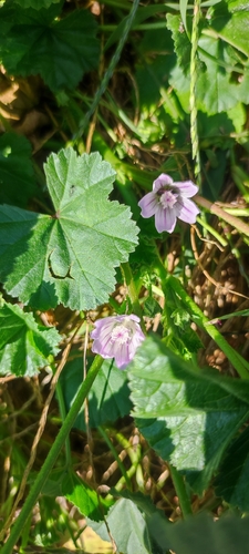 dwarf mallow