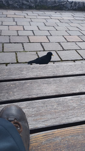 Yellow-billed Chough