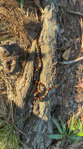 Scarlet Kingsnake