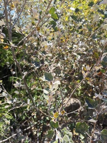 white poplar