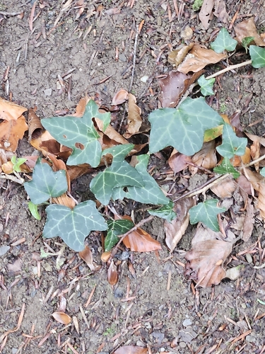 common ivy
