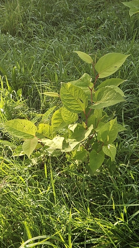 Japanese knotweed