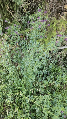 Alfalfa