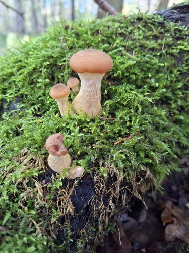 Bulbous Honey Fungus