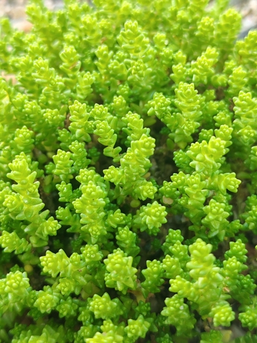 Biting Stonecrop