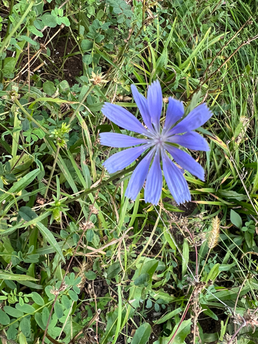 chicory